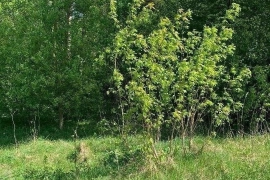 участок 7 сот.
