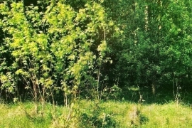 Участок 28 соток