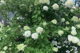 Участок 22 сот