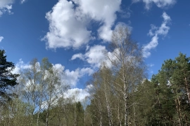 Участок 15,5 сот