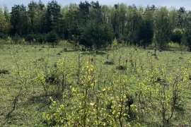 Участок 10 соток