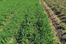 Участок 9,51 сот