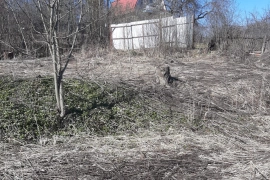 Участок 8 сот., СДТ Садовый