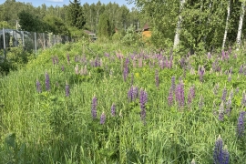 10 соток Еловка