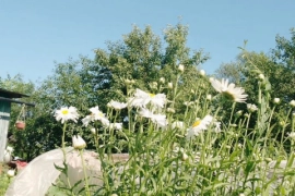 Участок 24 сот