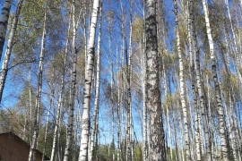 Участок 15 сот, д. Юрьевка